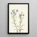 Aster des prairies Aster campestris - Mary Vaux Walcott — kehystetty taideteos seinällä