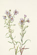 Aster des prairies Aster campestris - Mary Vaux Walcott — näkymä teoksesta