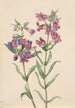 Pentstemon des prairies Pentstemon erianthera - Mary Vaux Walcott — näkymä teoksesta