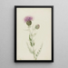 Chardon des prairies Cirsium undulatum - Mary Vaux Walcott — kehystetty taideteos seinällä