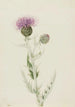 Chardon des prairies Cirsium undulatum - Mary Vaux Walcott — näkymä teoksesta