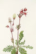 Fumée des prairies Sieversia ciliata - Mary Vaux Walcott — näkymä teoksesta