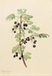 Groseille épineuse Ribes lacustre - Mary Vaux Walcott — näkymä teoksesta
