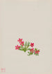 Esikko Primula angustifolia - Mary Vaux Walcott — näkymä teoksesta