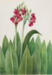 Esikko Primula parryi - Mary Vaux Walcott — kehystetty taideteos seinällä