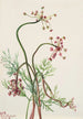 Pseudocymopterus montanus - Mary Vaux Walcott — näkymä teoksesta