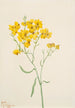 Psilostrophe sparsiflora - Mary Vaux Walcott — näkymä teoksesta