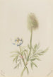 Pulsatilla occidentalis - Mary Vaux Walcott — näkymä teoksesta