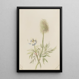 Mary Vaux Walcott - Pulsatilla occidentalis.webp