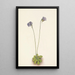Purppuran grassette Pinguicula elatior - Mary Vaux Walcott — kehystetty taideteos seinällä