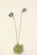 Purppuran grassette Pinguicula elatior - Mary Vaux Walcott — näkymä teoksesta