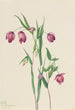 Purppuran keijulamppu Calochortus anoenum - Mary Vaux Walcott — näkymä teoksesta