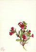 Purppura mimulus Mimulus bigelovii - Mary Vaux Walcott — näkymä teoksesta