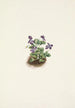 Vuorivioletti Viola adunca - Mary Vaux Walcott — näkymä teoksesta