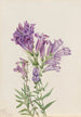 Purppuran pentstemon Pentstemon lyallii - Mary Vaux Walcott — näkymä teoksesta