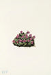 Purppuran saksifrage Saxifraga oppositifolia - Mary Vaux Walcott — näkymä teoksesta