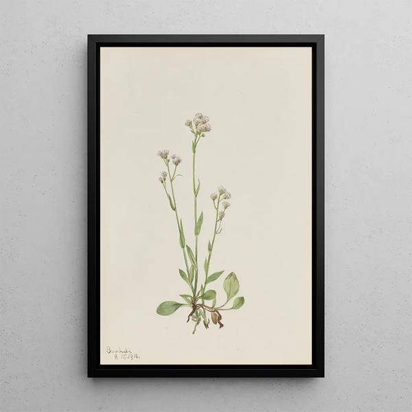 Mary Vaux Walcott - PussyToes Antennaria racemosa.webp