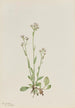 Antennaria racemosa - Mary Vaux Walcott — näkymä teoksesta