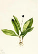 Clintonia uniflore - Mary Vaux Walcott — näkymä teoksesta