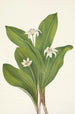 Fleur de clintonia uniflore - Mary Vaux Walcott — näkymä teoksesta