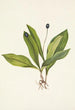Fruit de clintonia uniflore - Mary Vaux Walcott — näkymä teoksesta