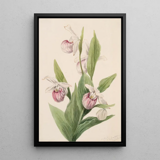 Mary Vaux Walcott - Queens Slipper Cypripedium reginae.webp