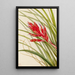 Tillandsia fasciculée - Mary Vaux Walcott — kehystetty taideteos seinällä