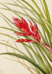 Tillandsia fasciculée - Mary Vaux Walcott — näkymä teoksesta