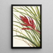 Tillandsia fasciculée - Mary Vaux Walcott — kehystetty taideteos seinällä