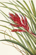 Tillandsia fasciculée - Mary Vaux Walcott — näkymä teoksesta