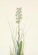 Orchis lacéré - Mary Vaux Walcott — näkymä teoksesta