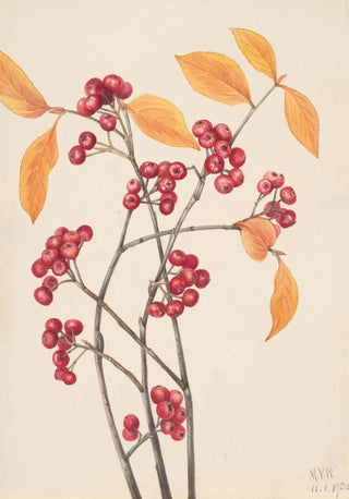 Mary Vaux Walcott - Red Chokeberry Aronia arbutifolia.webp