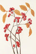 Fruit d'aronie rouge - Mary Vaux Walcott — näkymä teoksesta