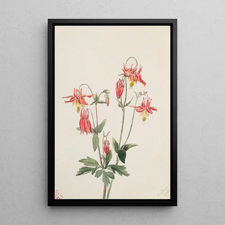 Mary Vaux Walcott - Red Columbine Aquilegia formosa.webp