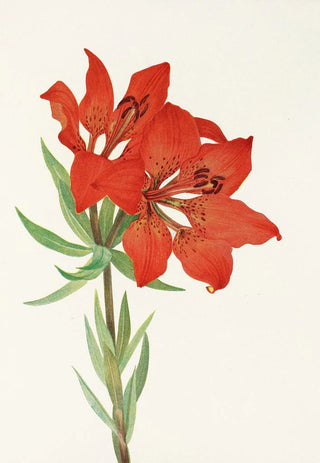 Mary Vaux Walcott - Red Lily Lilium montanum.webp