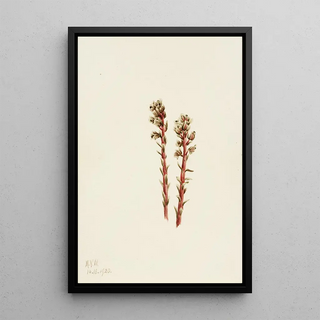 Mary Vaux Walcott - Red Pinesap Hypopitys lanuginosa.webp