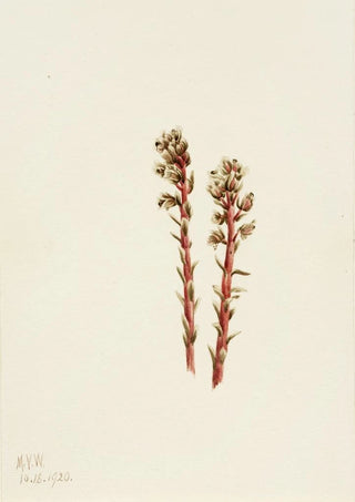 Mary Vaux Walcott - Red Pinesap Hypopitys lanuginosa.webp