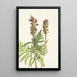 Mary Vaux Walcott - Redhelmet Pedicularis bracteosa (Case Conflict).webp