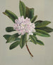 Rhododendron Rhododendron maximum - Mary Vaux Walcott — näkymä teoksesta