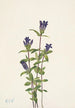 Gentiana affinis - Mary Vaux Walcott — näkymä teoksesta
