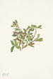 Salix petrophila - Mary Vaux Walcott — näkymä teoksesta