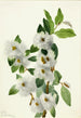 Salix vestita - Mary Vaux Walcott — näkymä teoksesta