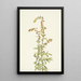 Artemisia discolor - Mary Vaux Walcott — kehystetty taideteos seinällä
