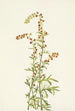 Artemisia discolor - Mary Vaux Walcott — näkymä teoksesta