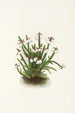 Cassiope mertensiana - Mary Vaux Walcott — näkymä teoksesta