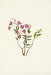 Kalmia microphylla - Mary Vaux Walcott — näkymä teoksesta