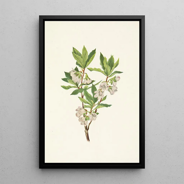 Mary Vaux Walcott - Rocky Mountain Rhododendron Rhododendron albiflorum.webp