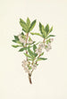 Rhododendron albiflorum Kalliovuoret - Mary Vaux Walcott — näkymä teoksesta