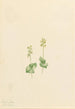 Ophrys necrophylla Kalliovuoret - Mary Vaux Walcott — näkymä teoksesta