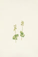 Ophrys nephrophylla Kalliovuoret - Mary Vaux Walcott — näkymä teoksesta